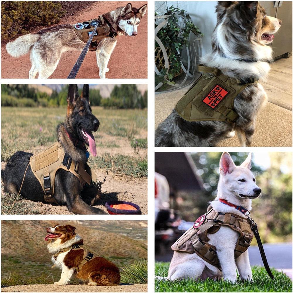 Military Large Dog Harness REINA.